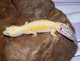 /album/leopard-gecko-females/a2011-09-18-001-2011-09-18-051-jpg1/